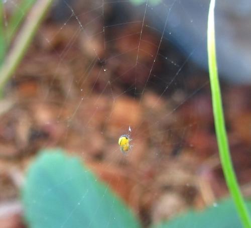 Araneus diadematus